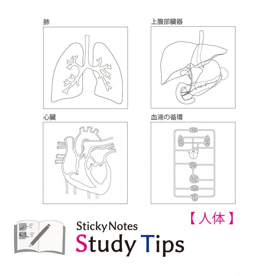 スタチプ人体 (1)