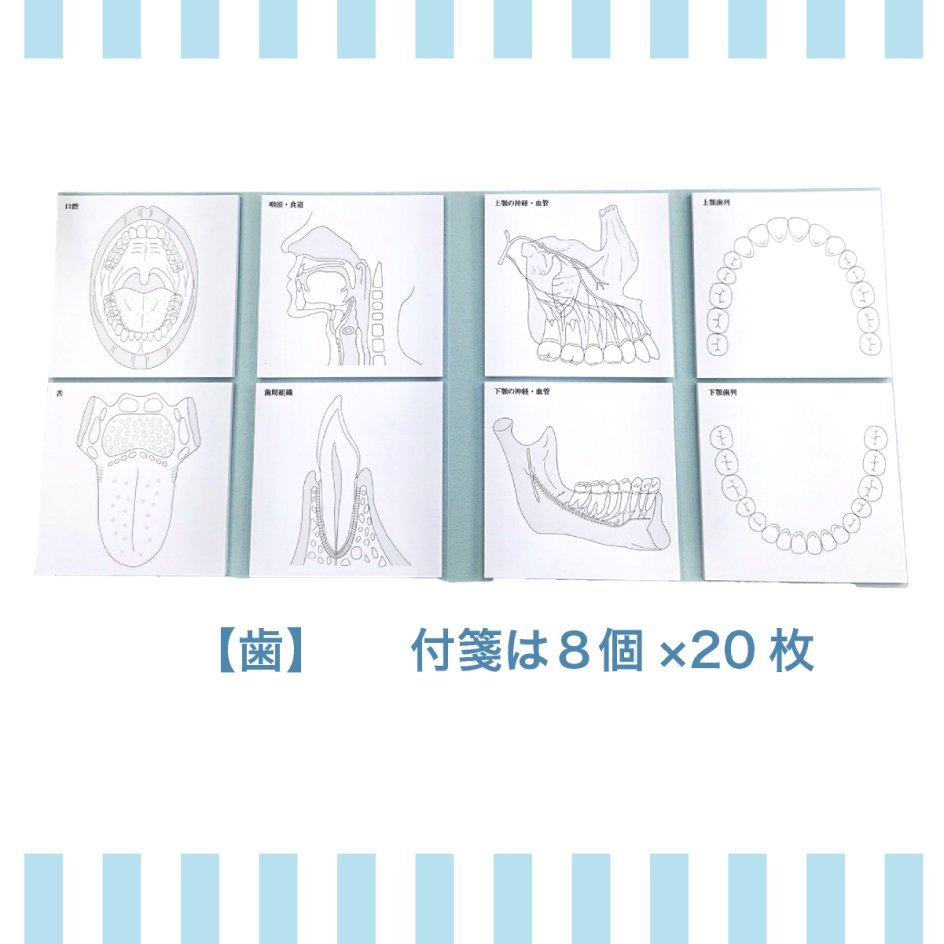 スタチプ歯3