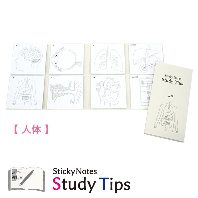 スタチプ使い方_人体