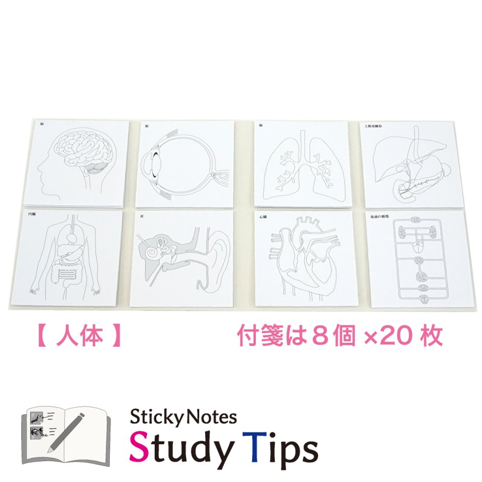 スタチプ人体5-1