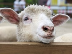 【2027年・未年のお年賀】羊が持つ5つの縁起良い意味とは？新年の挨拶に喜ばれるおすすめギフトも紹介 | 2027年未年