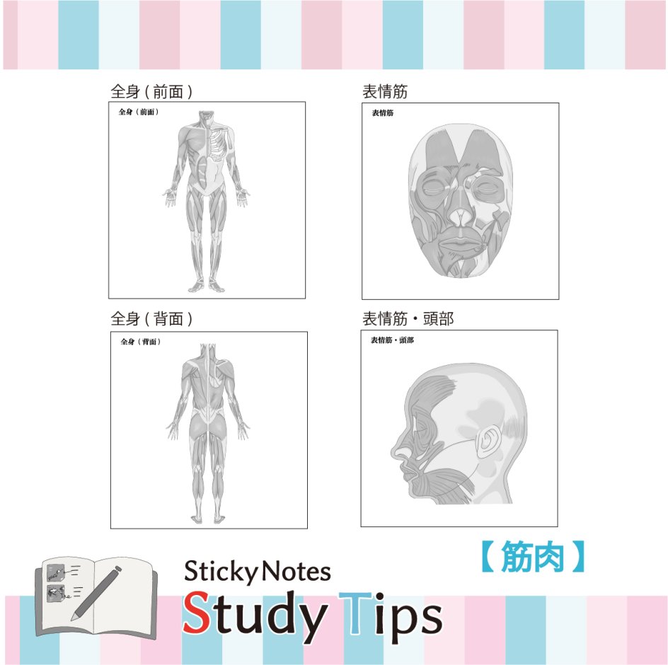 スタチプ筋肉 (2)