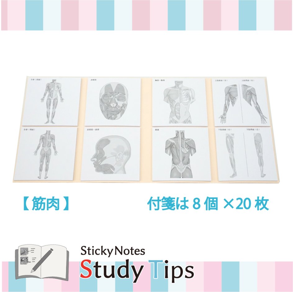 スタチプ筋肉 (5)