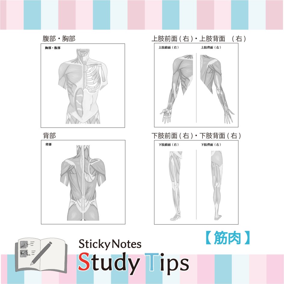 スタチプ筋肉 (3)